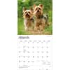 image Yorkshire Terriers 2027 Wall Calendar Second Alternate Image