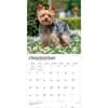 image Yorkshire Terriers 2027 Wall Calendar Third Alternate Image