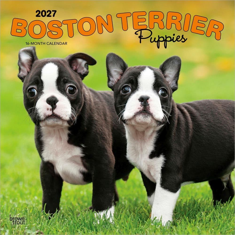 Boston Terrier Puppies 2027 Wall Calendar Main Product Image