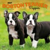 image Boston Terrier Puppies 2027 Wall Calendar Main Product Image