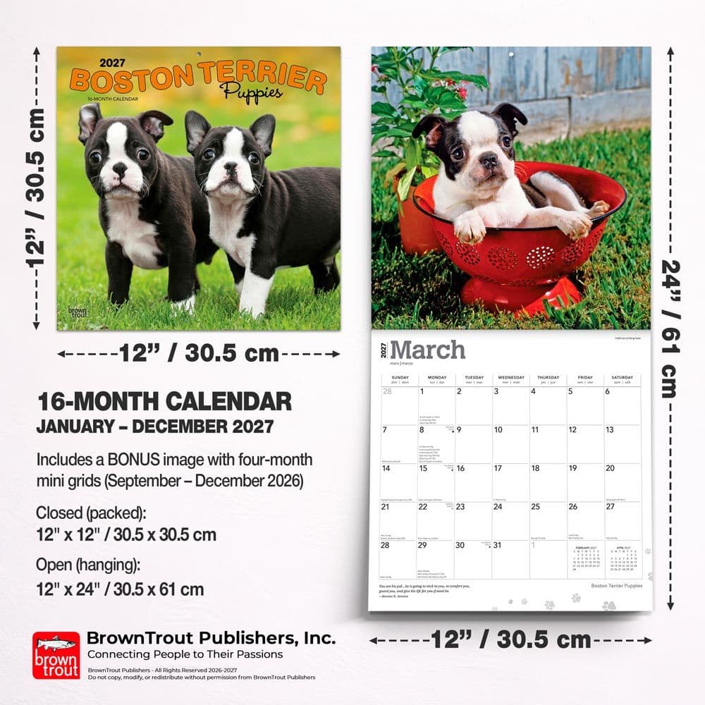 Boston Terrier Puppies 2027 Wall Calendar Sixth Alternate Image