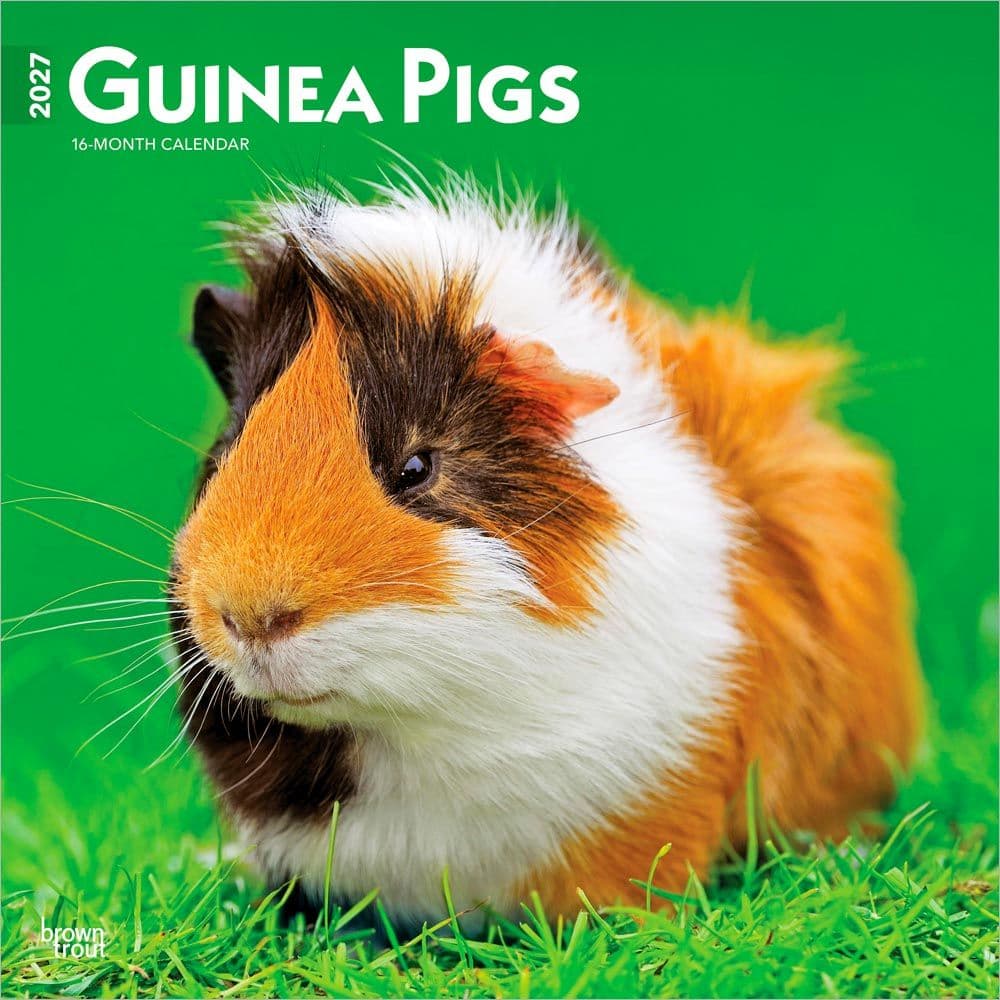 Guinea Pigs 2027 Wall Calendar Main Product Image