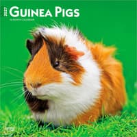 image Guinea Pigs 2027 Wall Calendar Main Product Image