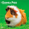 image Guinea Pigs 2027 Wall Calendar Main Product Image