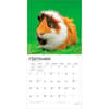 image Guinea Pigs 2027 Wall Calendar Third Alternate Image