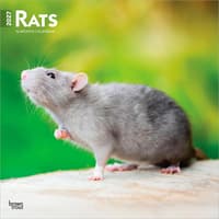 image Rats 2027 Wall Calendar Main Product Image