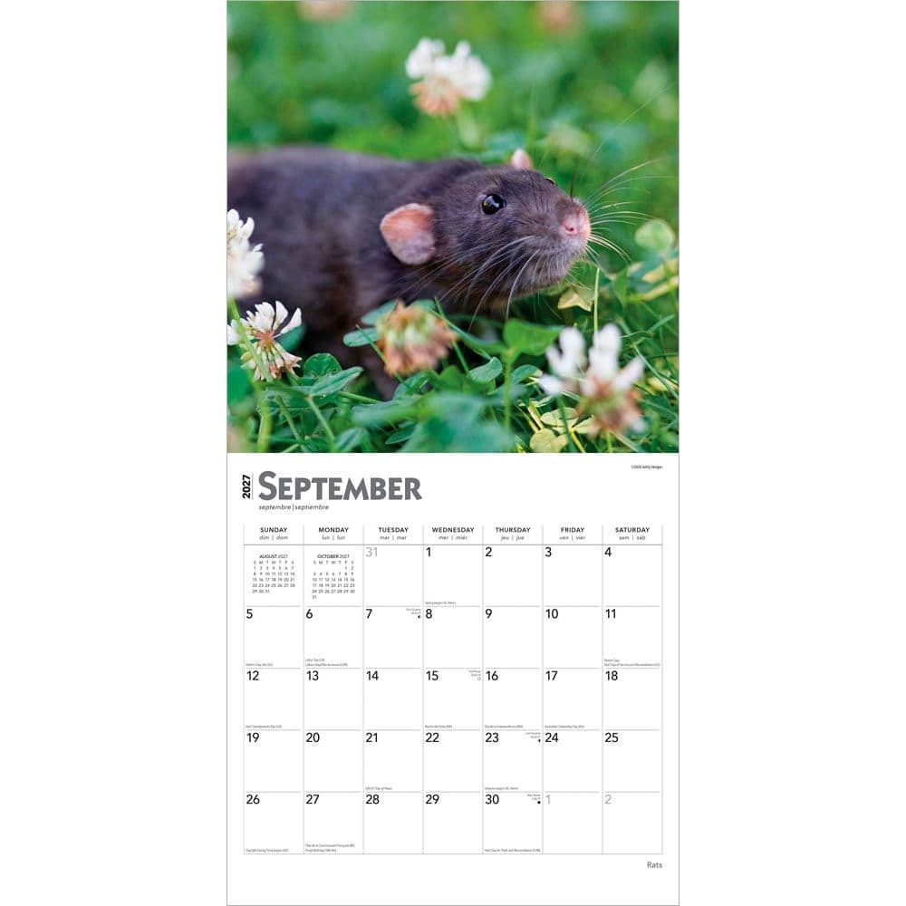 Rats 2027 Wall Calendar Third Alternate Image