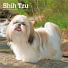 image Shih Tzu 2027 Wall Calendar Main Product Image
