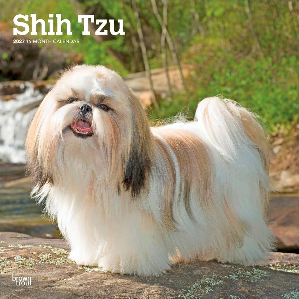 image Shih Tzu 2027 Wall Calendar Main Product Image