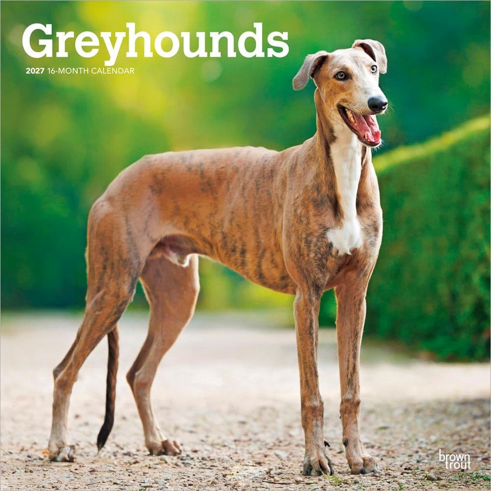 Greyhounds 2027 Wall Calendar