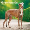 image Greyhounds 2027 Wall Calendar Main Product Image