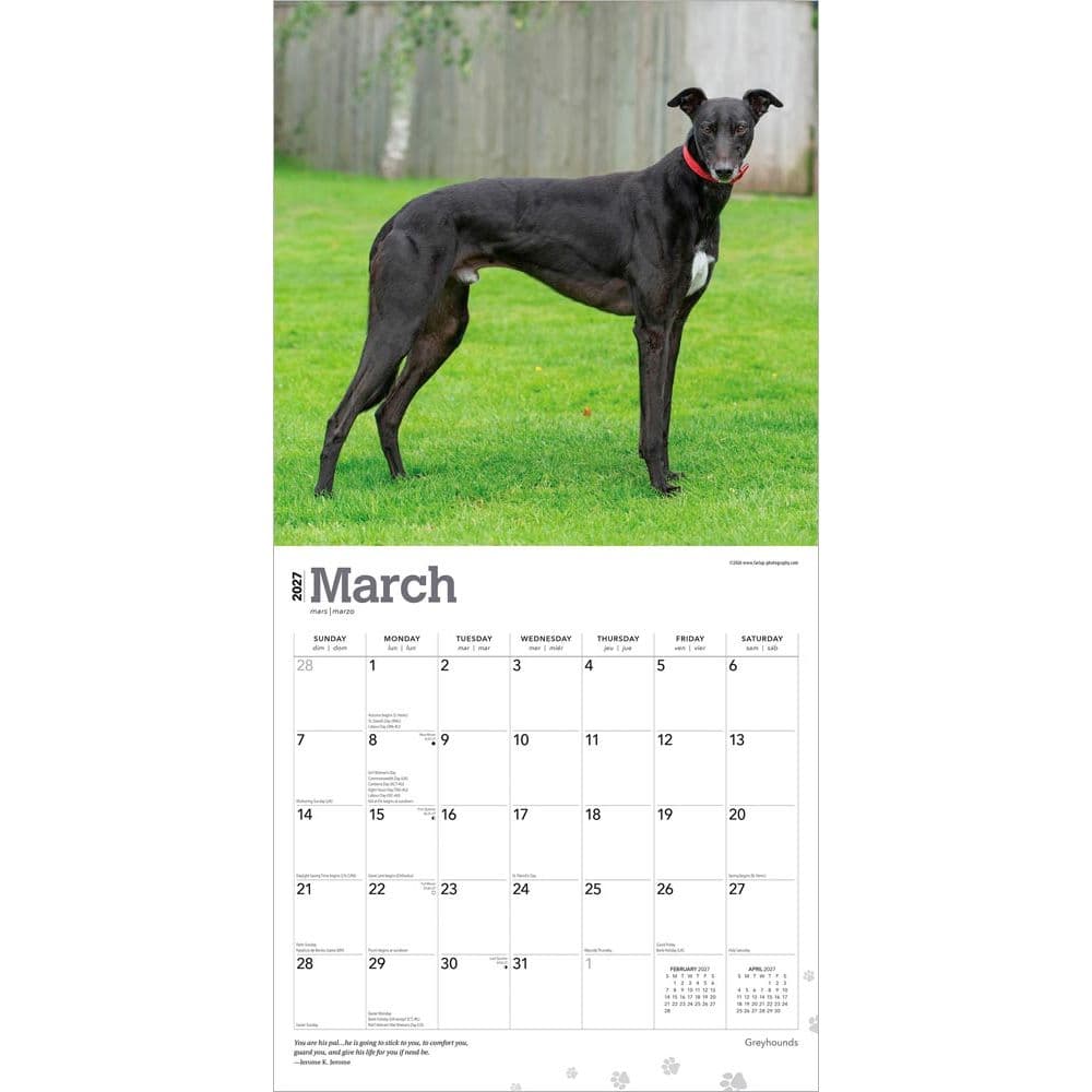 Greyhounds 2027 Wall Calendar Second Alternate Image