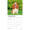 image Basset Hounds 2027 Wall Calendar Third Alternate Image