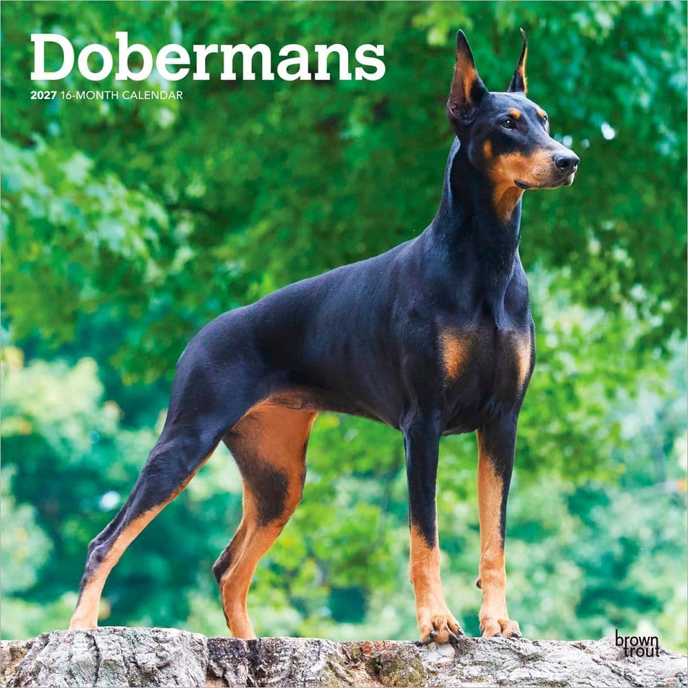 Dobermans 2027 Wall Calendar Main Product Image