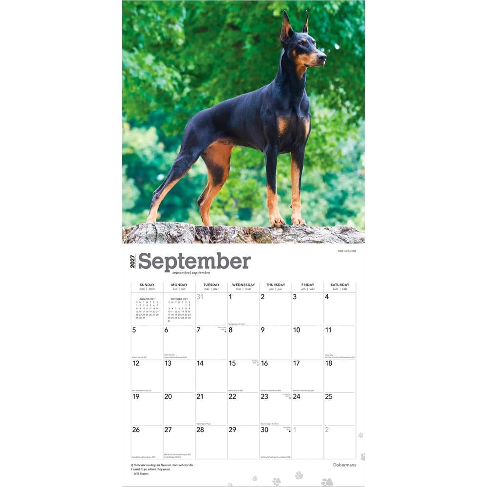 Dobermans 2027 Wall Calendar Third Alternate Image