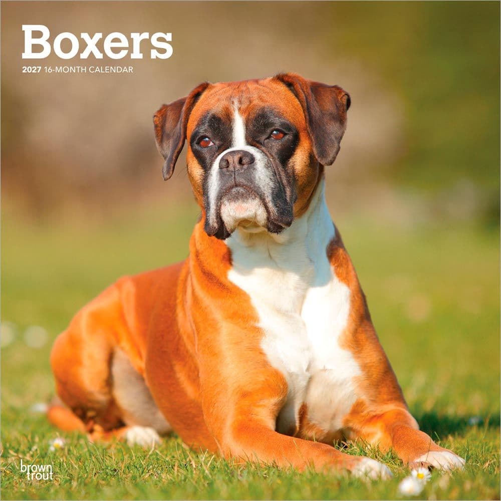 Boxers International 2027 Wall Calendar Main Product Image