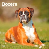 image Boxers International 2027 Wall Calendar Main Product Image
