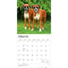 image Boxers International 2027 Wall Calendar Second Alternate Image