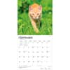 image Cats Ginger 2027 Wall Calendar Third Alternate Image