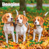 image Beagles 2027 Wall Calendar Main Product Image