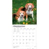 image Beagles 2027 Wall Calendar Third Alternate Image