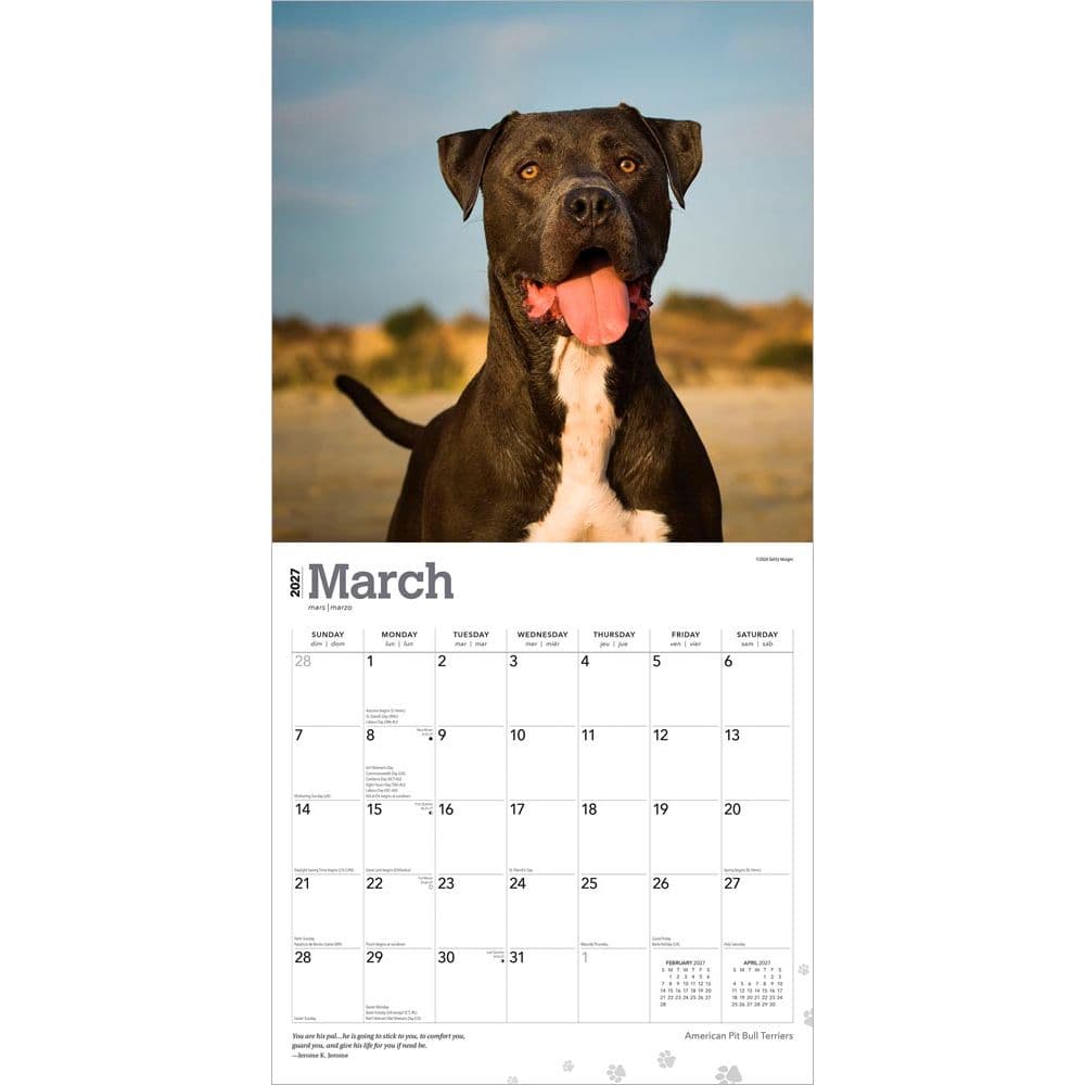 Pit Bull Terriers 2027 Wall Calendar Second Alternate Image