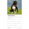 image Pit Bull Terriers 2027 Wall Calendar Third Alternate Image