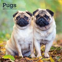 image Pugs 2027 Wall Calendar Main Product Image