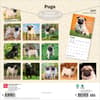 image Pugs 2027 Wall Calendar First Alternate Image