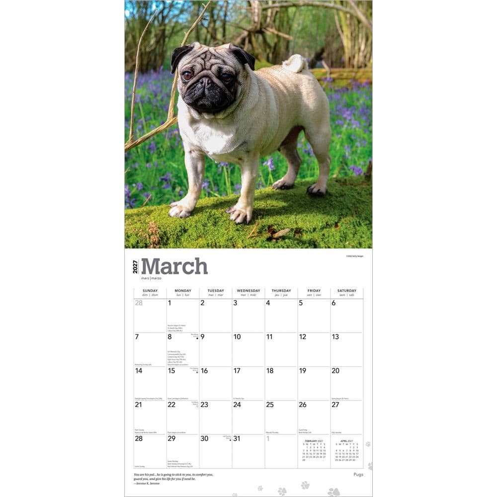 Pugs 2027 Wall Calendar Second Alternate Image