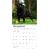 image Pugs 2027 Wall Calendar Third Alternate Image