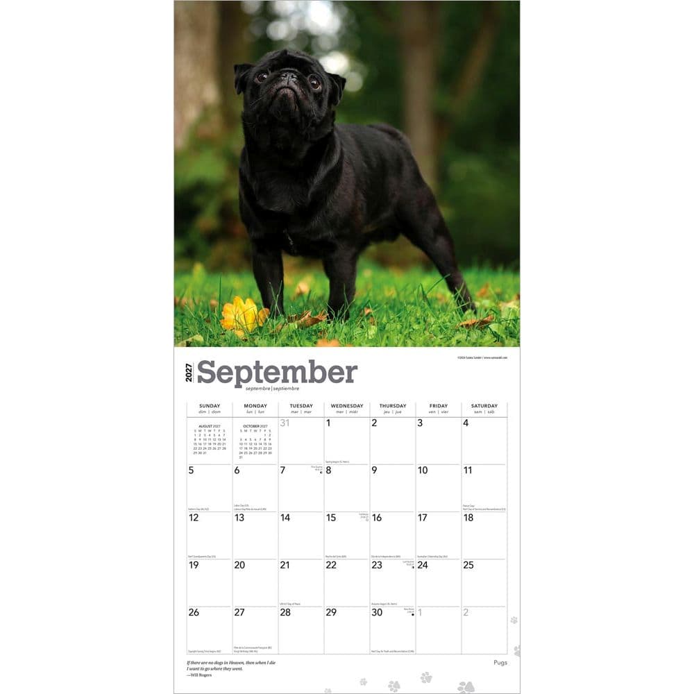 Pugs 2027 Wall Calendar Third Alternate Image