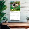 image Pugs 2027 Wall Calendar Fourth Alternate Image