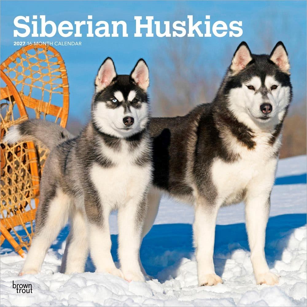 Siberian Huskies 2027 Wall Calendar Main Product Image