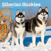 image Siberian Huskies 2027 Wall Calendar Main Product Image