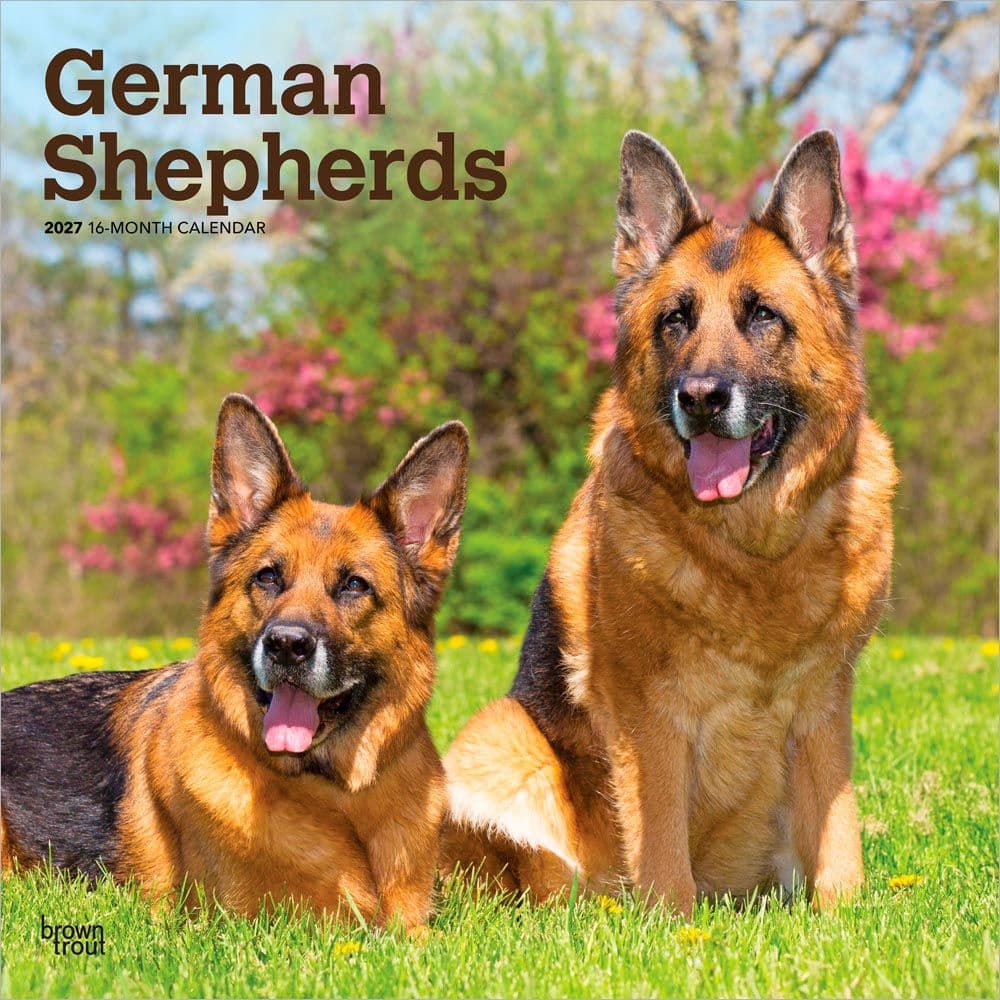 German Shepherds 2027 Wall Calendar Main Product Image