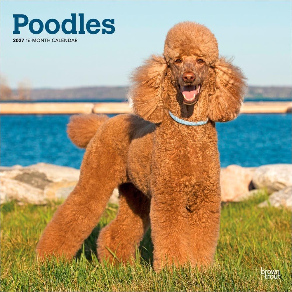 Poodles 2027 Wall Calendar Main Product Image