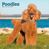 image Poodles 2027 Wall Calendar Main Product Image