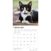 image Tuxedo Cats 2027 Wall Calendar Third Alternate Image