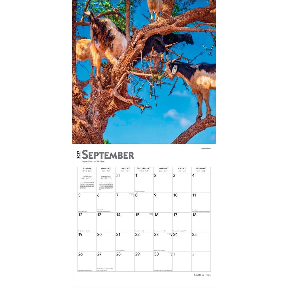 Goats in Trees 2027 Wall Calendar Third Alternate Image