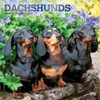 image Dachshunds 2027 Wall Calendar Main Product Image