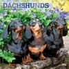 image Dachshunds 2027 Wall Calendar Main Product Image