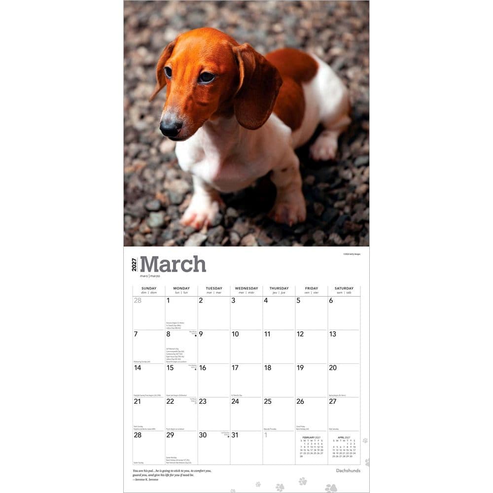 Dachshunds 2027 Wall Calendar Second Alternate Image