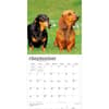 image Dachshunds 2027 Wall Calendar Third Alternate Image
