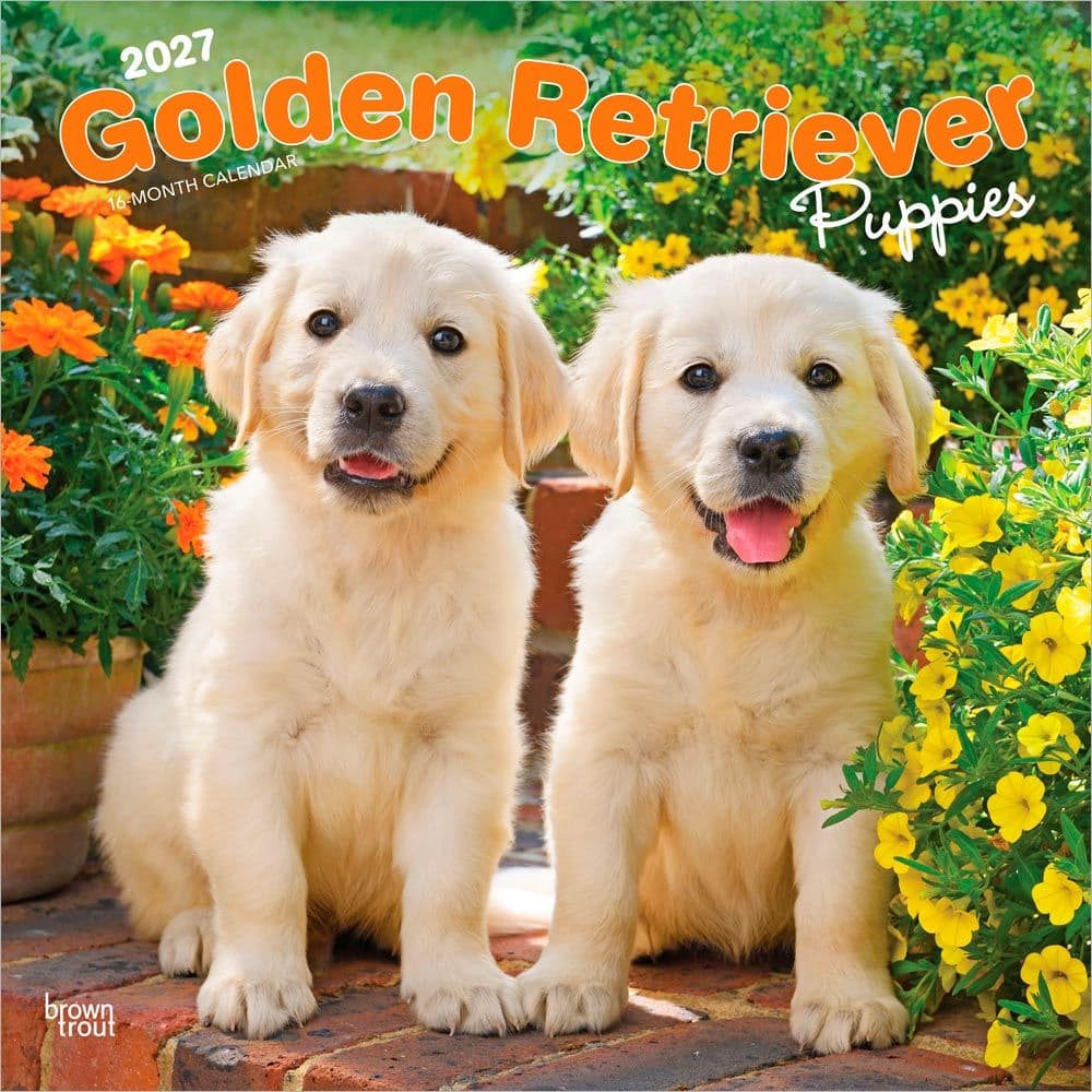Golden Retriever Puppies 2027 Wall Calendar Main Product Image