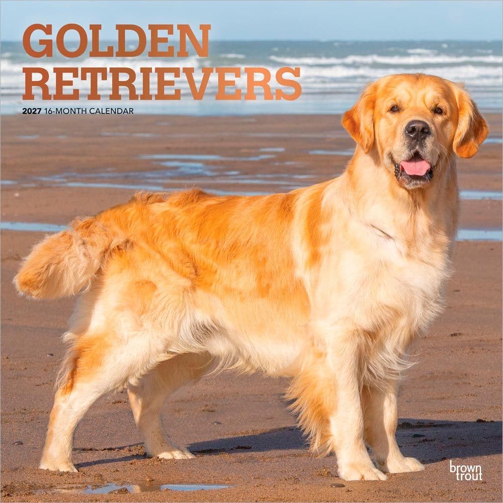 Golden Retrievers 2027 Wall Calendar