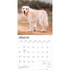 image Golden Retrievers 2027 Wall Calendar Second Alternate Image