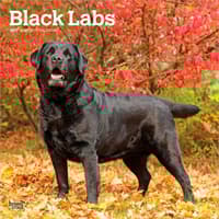 image Black Lab Retriever 2027 Wall Calendar Main Product Image