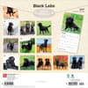 image Black Lab Retriever 2027 Wall Calendar First Alternate Image
