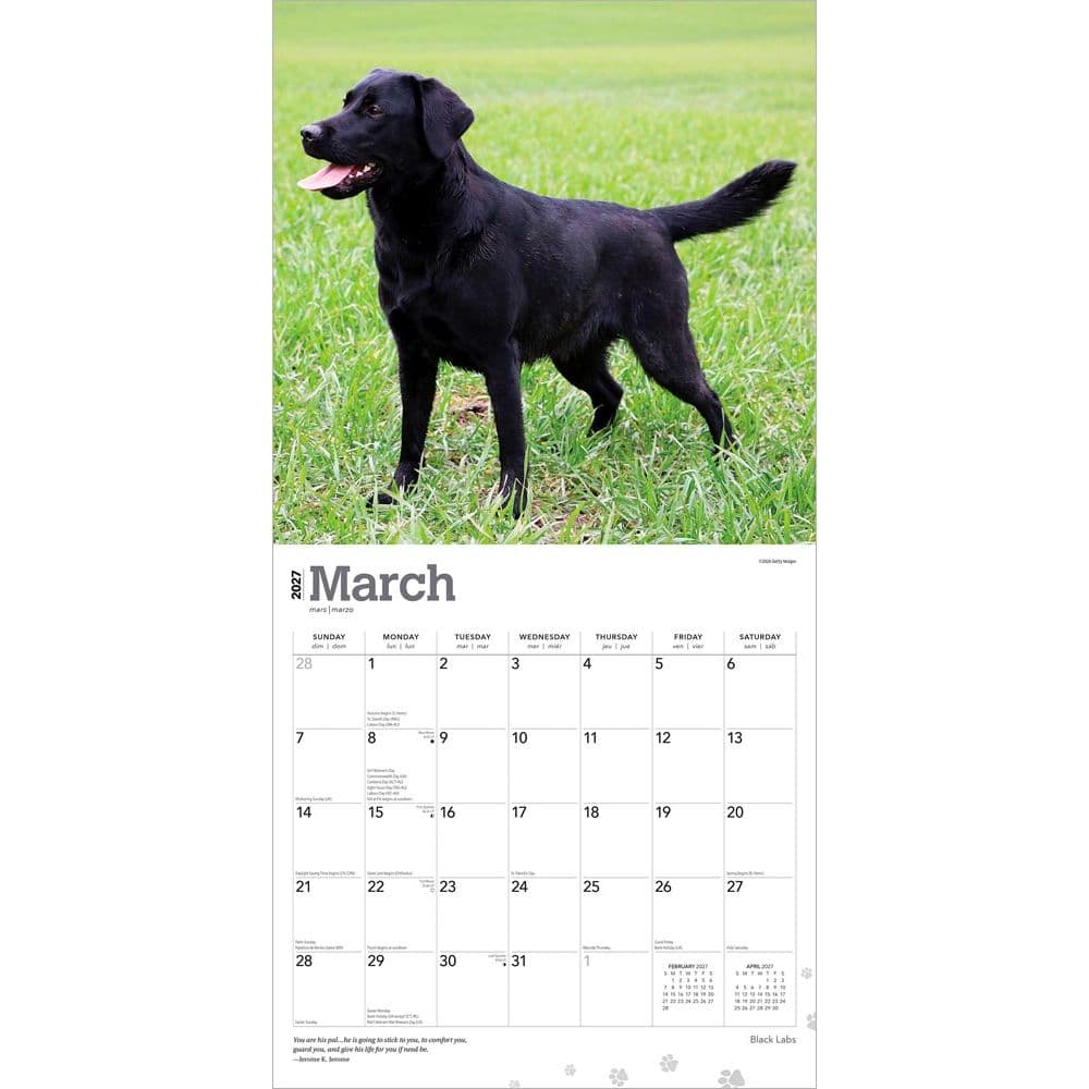Black Lab Retriever 2027 Wall Calendar Second Alternate Image